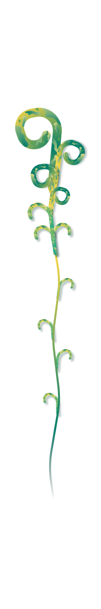 Driftfern